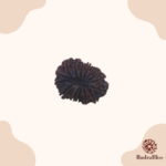 15 Mukhi Rudraksha - Nepal - 26mm Size - view 2