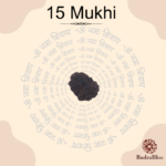 15 Mukhi Rudraksha - Nepal - 26mm Size - view 3