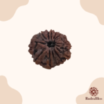 13 Mukhi Rudraksha Nepal - Small bead