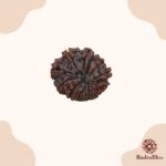 13 Mukhi Rudraksha Nepal - Small bead - view 2