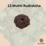 13 Mukhi Rudraksha Nepal - Small bead - view 3