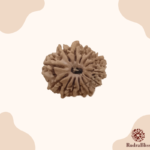 13 Mukhi Rudraksha - Nepal - Small size
