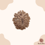 13 Mukhi Rudraksha - Nepal - Small size - view 2