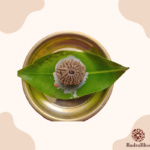 13 Mukhi Rudraksha - Nepal - Small size - view 3