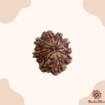 10 Mukhi Rudraksha - Indonesia - 15mm size