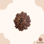 10 Mukhi Rudraksha - Indonesia - 15mm size - view 2