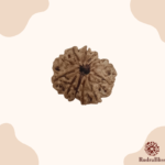 13 Mukhi Rudraksha - Nepal - 25mm Size