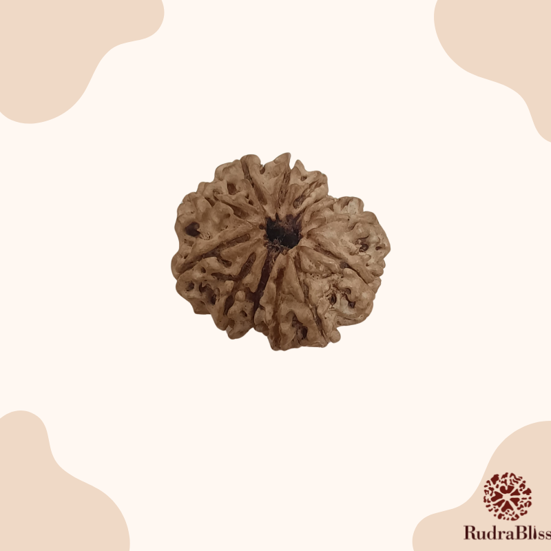 13 Mukhi Rudraksha 25mm 13 Mukhi Rudraksha - Nepal - 25mm Size