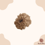 13 Mukhi Rudraksha - Nepal - 25mm Size - view 2