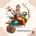 13 Mukhi Rudraksha - Nepal - 25mm Size - view 3