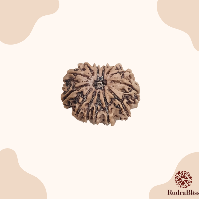 13-mukhi-rudraksha-23-mm 13 Mukhi Rudraksha Nepal 28mm Size (Collector Bead)