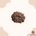 13 Mukhi Rudraksha Nepal 28mm Size (Collector Bead) - view 2
