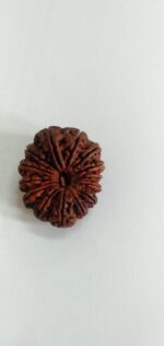 14 Mukhi Rudraksha Nepal 32.21mm - view 4