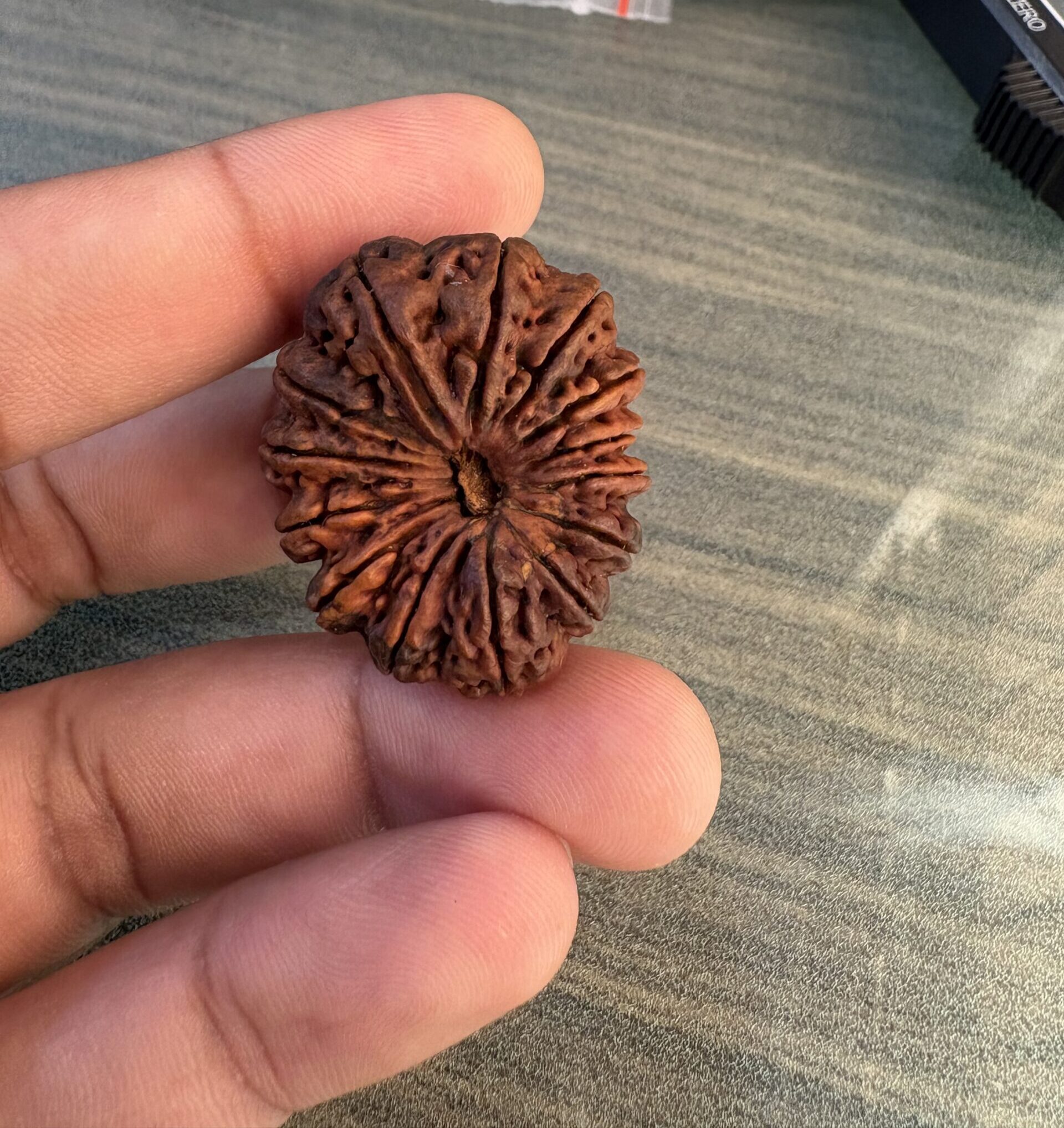 14 Mukhi Rudraksha Nepal 32.21mm