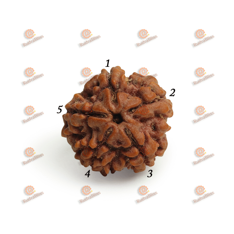 5 Mukhi Rudraksha - Nepal - 25mm (Collector Bead)