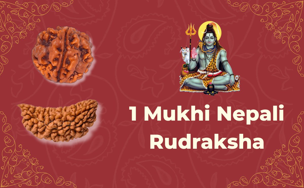 1 Mukhi Nepali Rudraksha