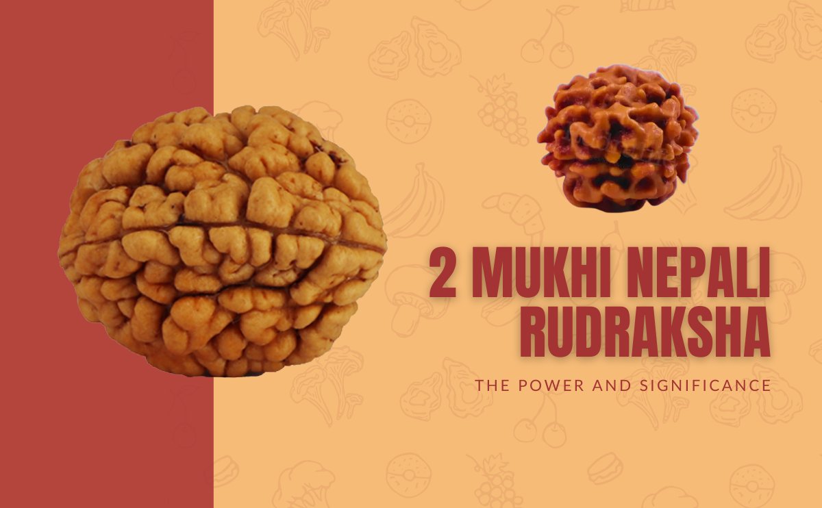 2 Mukhi Nepali Rudraksha