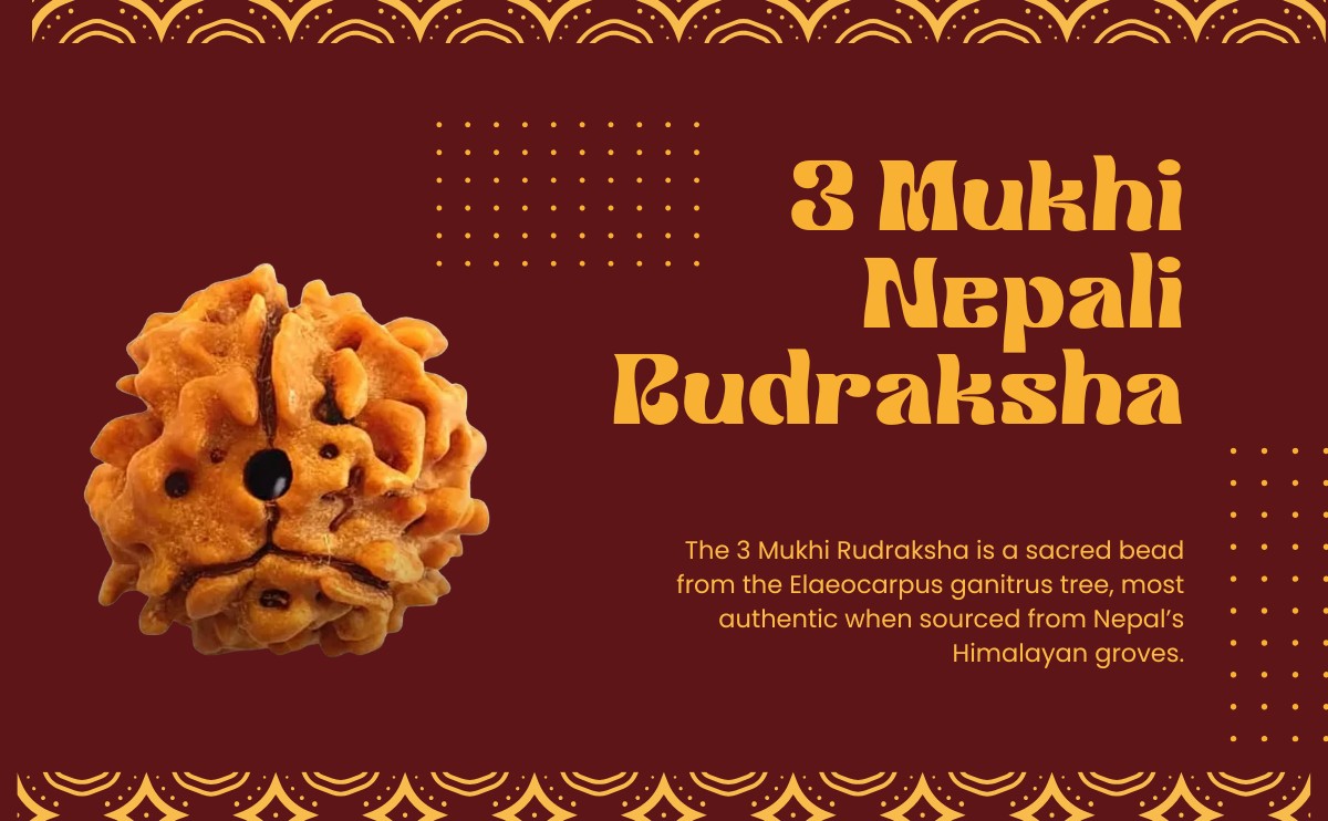 3 mukhi nepali rudraksha