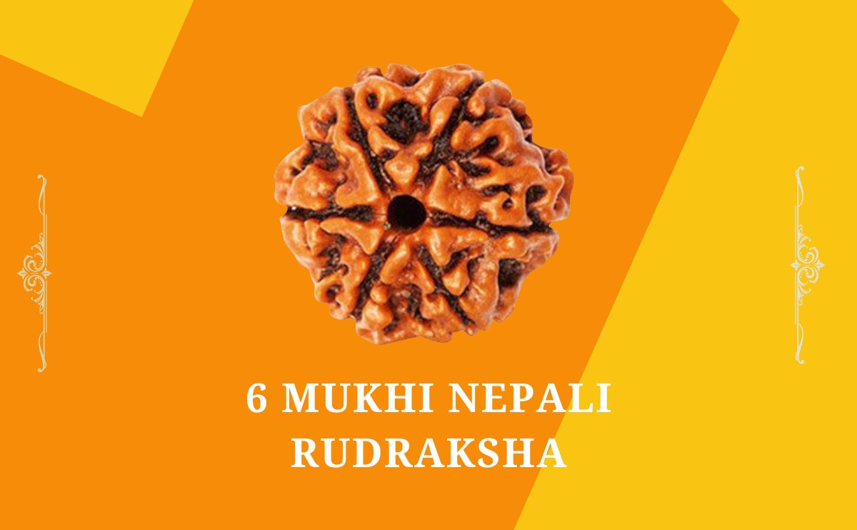 6 Mukhi Nepali Rudraksha