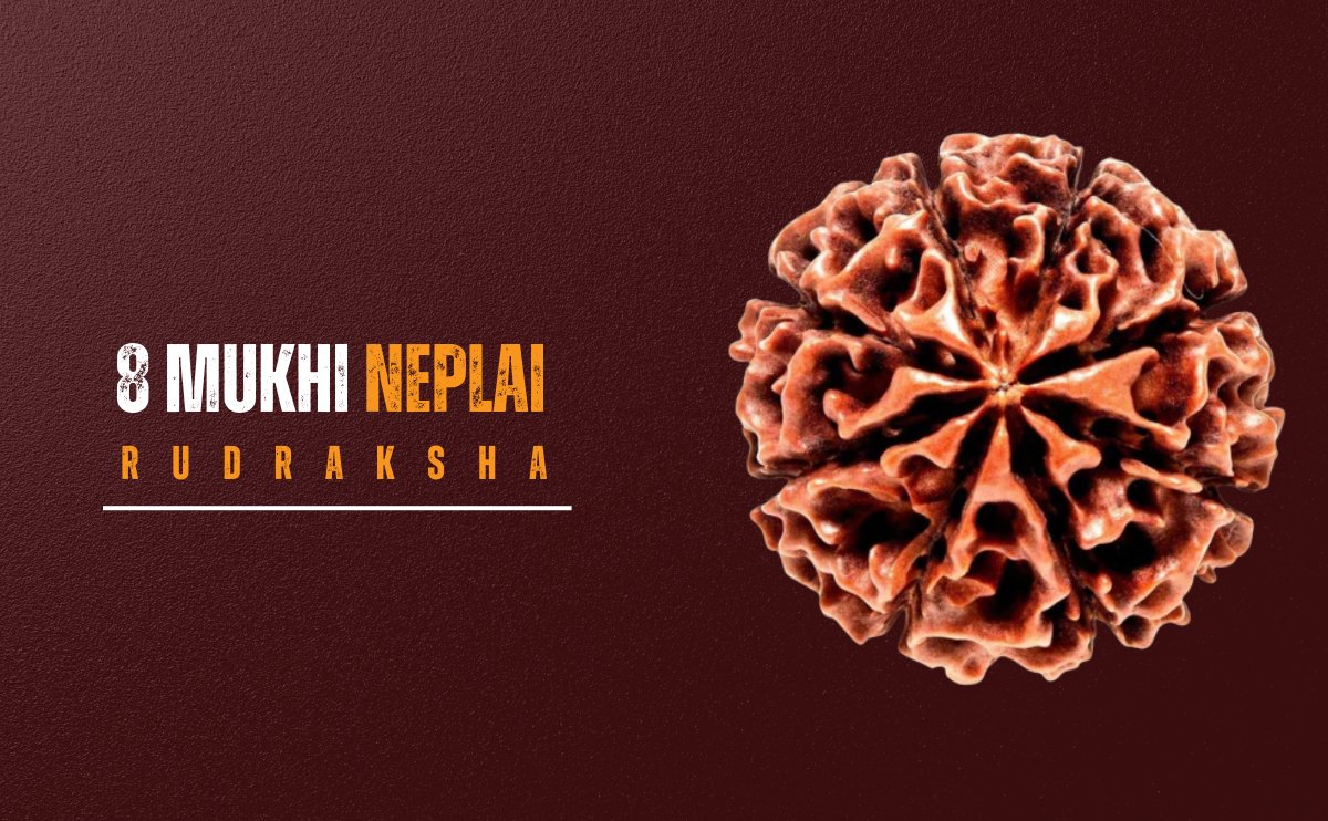8 mukhi nepali rudraksha