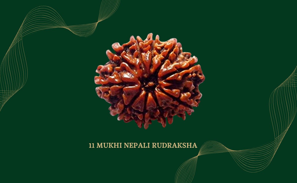 11 mukhi nepali rudraksha