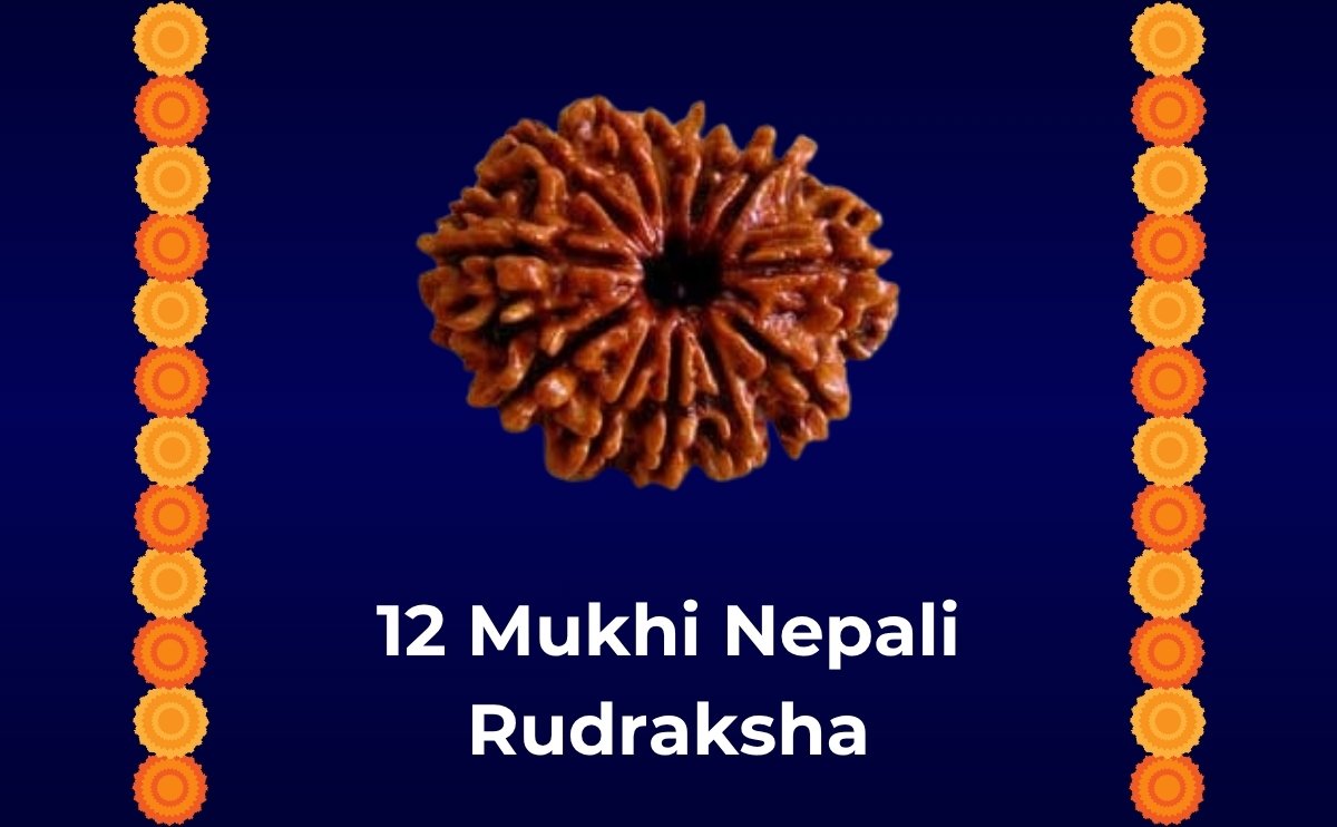 12 mukhi nepali rudraksha