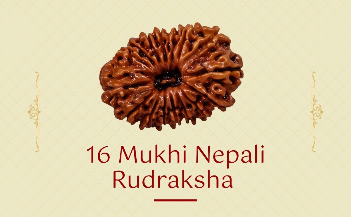 16 mukhi nepali rudraksha