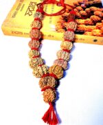 Sarva Siddhi 1 to 14 Mukhi Rudraksha Mala