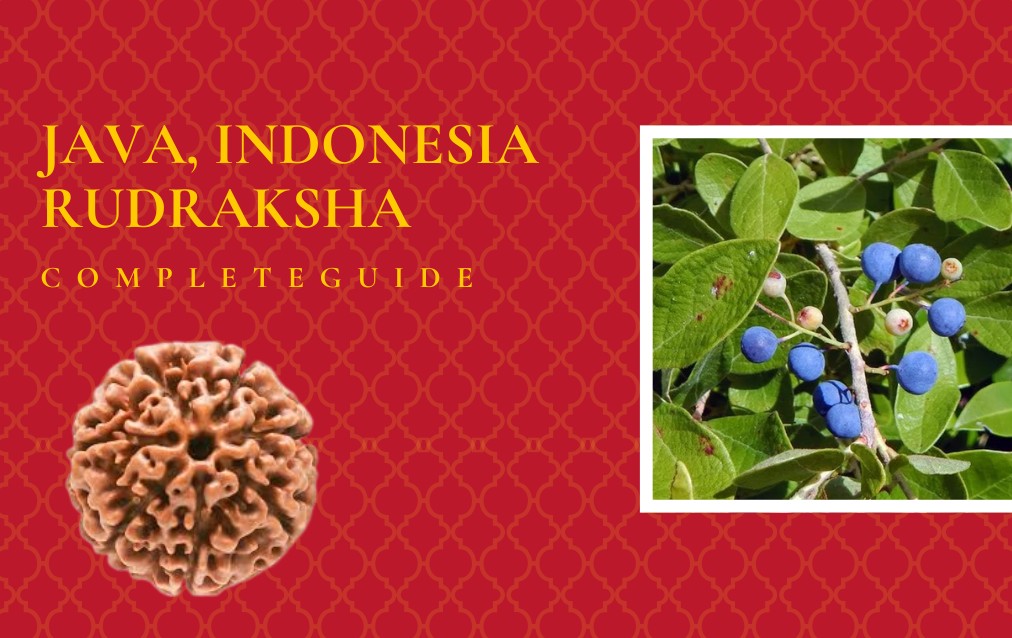 Java, Indoanesia Rudraksha