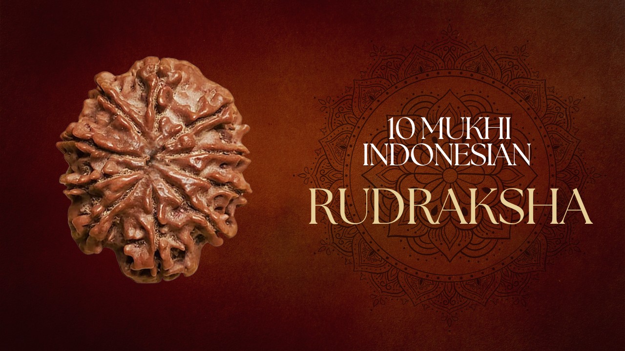 10 Mukhi Indonesian Rudraksha