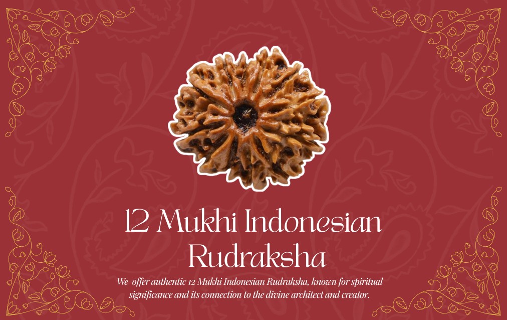 12 Mukhi Indonesian Rudraksha