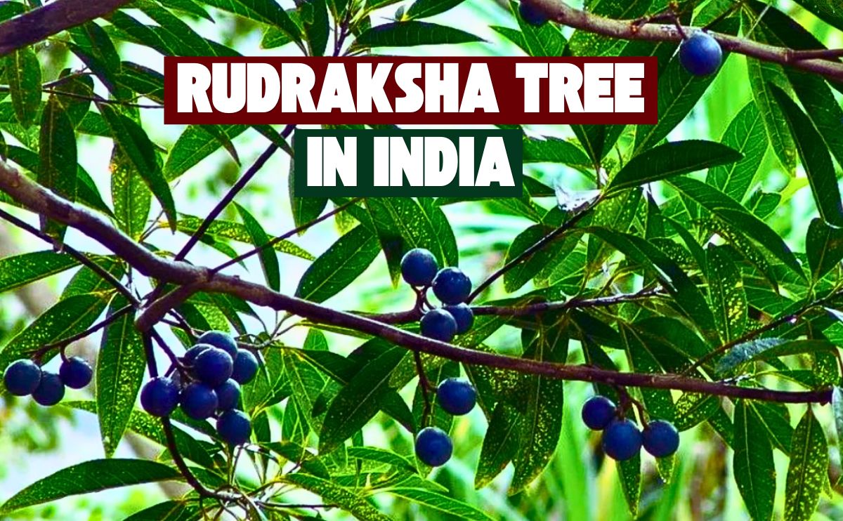 Rudraksha Tree in India