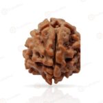 1 Mukhi Rudraksha Nepal 15mm to 28mm - original bead on white background with light reflection