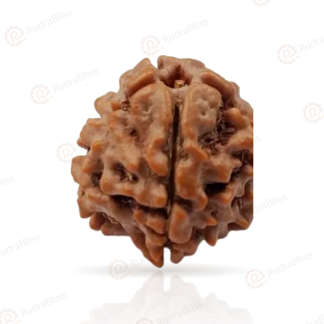1 Mukhi Rudraksha Nepal 15mm to 28mm - original bead on white background with light reflection