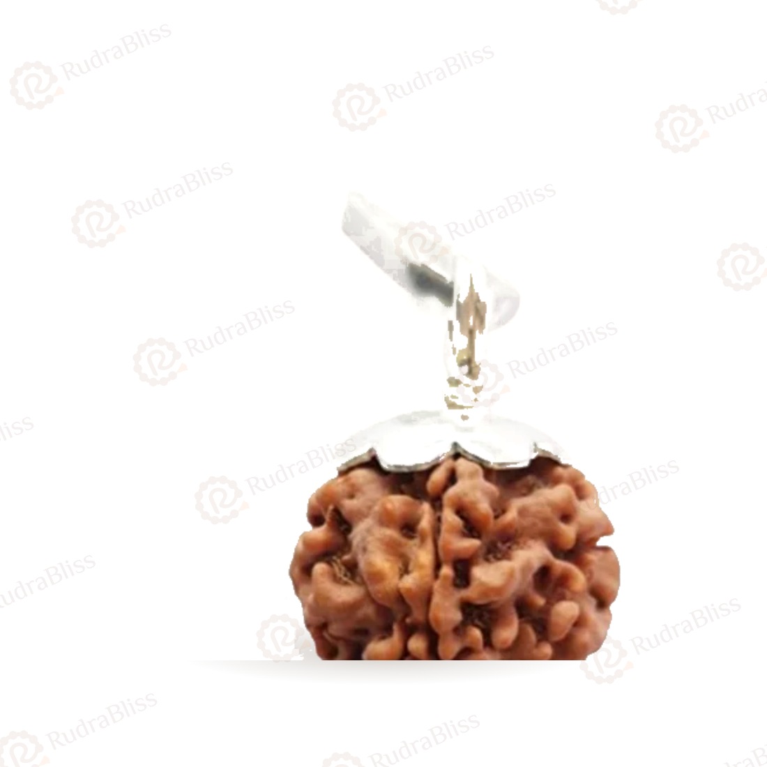 1 Mukhi Rudraksha Nepal 21mm with silver pendant cap - original bead on white background
