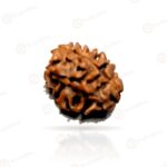 2 Mukhi Rudraksha Nepal 15mm - original bead on white background