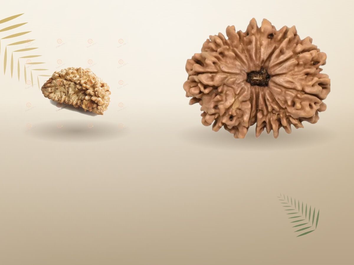 Rudrabliss home banner rudraksha bead v4